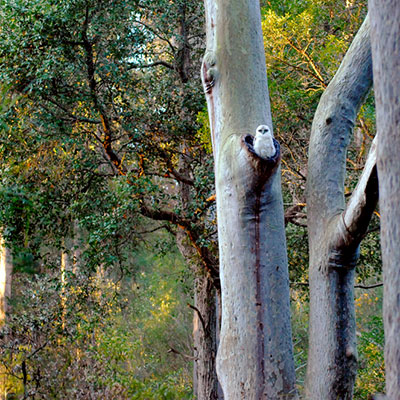owl sitting in hollow of tree