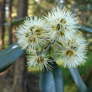 white flowers