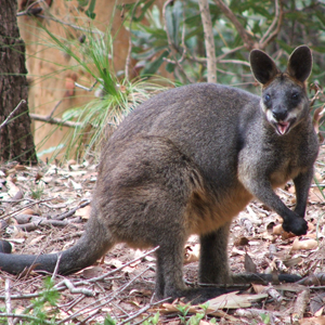 Wallaby