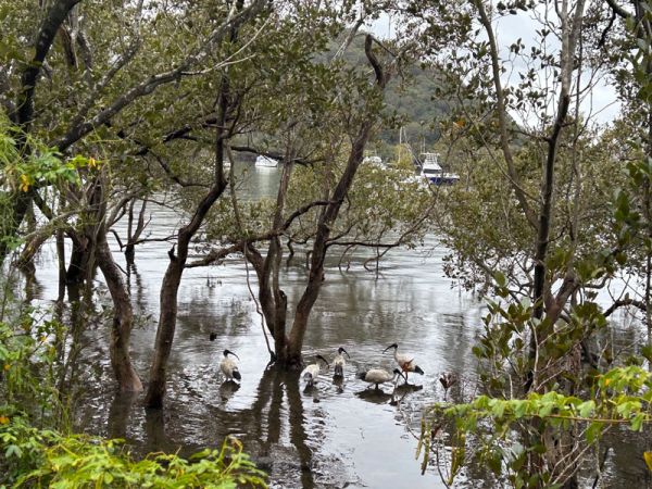 Australian White Ibises in their habitat next to the Kangaroo Point Boardwalk
