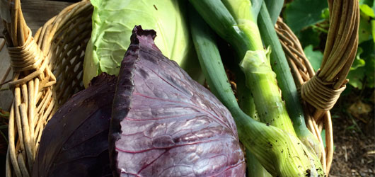 Basket of vegetables