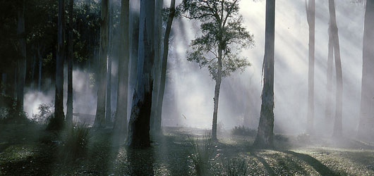 Indigenous trees