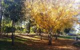 Epping Oval Playground