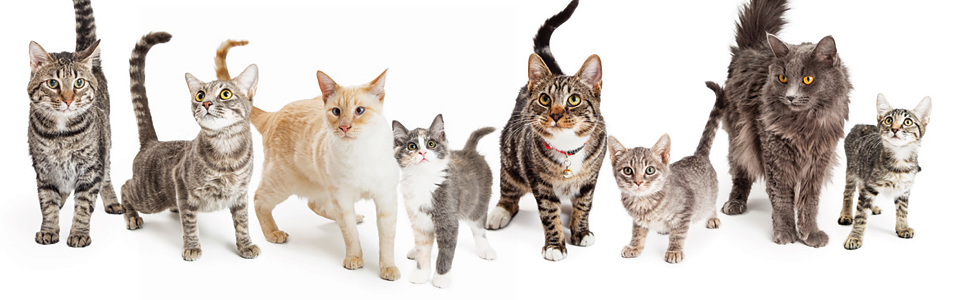 Cats-banner-1920x600px.jpg