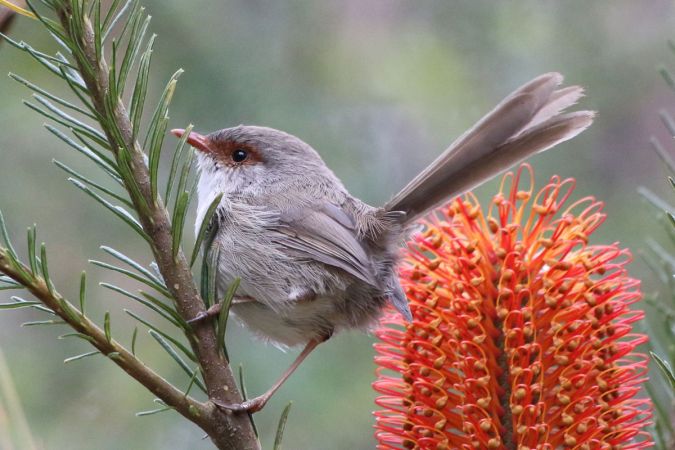 <strong>Superb Fairy wren with banksia - Marie Kobler</strong><p>I love watching birds but it’s my style to just sit and wait. So I often stop in a ‘birdy’ spot and quietly pull out some weeds or pick up some rubbish. Quite often while so occupied, birds will flitter by. This day a family of superb fairywrens hopped onto a nearby banksia at a biofiltration site in Cherrybrook and it was a case of drop the bidens, point the camera and click, click, click. This photo shows how small the female fairywren is compared to the giant candles on the banksia. Marie</p>