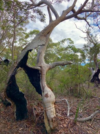 <strong>Never say die - Verena Burkhardt</strong><p>The picture simply explains it all! Nature is hanging in there and will continue long after we are gone! Verena</p>