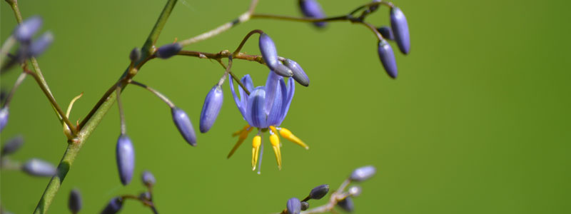 dianella revoluta