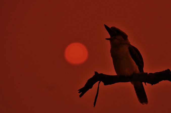 <strong>© David Hooper – Bushfires are no laughing matter</strong><br>Fires like the Apocalypse threatened my Aussie backyard from August 2019 to February 2020...the East Coast on fire like never before. Backing onto Berowra Valley National Park, we waited on edge for the Gosper’s Mountain Fire to jump the Hawkesbury River and race up the gorges and gullies to threaten our home. The bushland behind our home had been bird, slither, insect heaven the year before. A lone kookaburra cried as he surveyed the scene.
