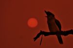 <strong>© David Hooper – Bushfires are no laughing matter</strong><br>Fires like the Apocalypse threatened my Aussie backyard from August 2019 to February 2020...the East Coast on fire like never before. Backing onto Berowra Valley National Park, we waited on edge for the Gosper’s Mountain Fire to jump the Hawkesbury River and race up the gorges and gullies to threaten our home. The bushland behind our home had been bird, slither, insect heaven the year before. A lone kookaburra cried as he surveyed the scene.