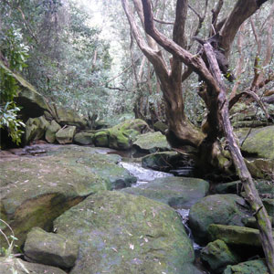 Hunt the hairy geebung bushwalk_photo Jessica Shiel