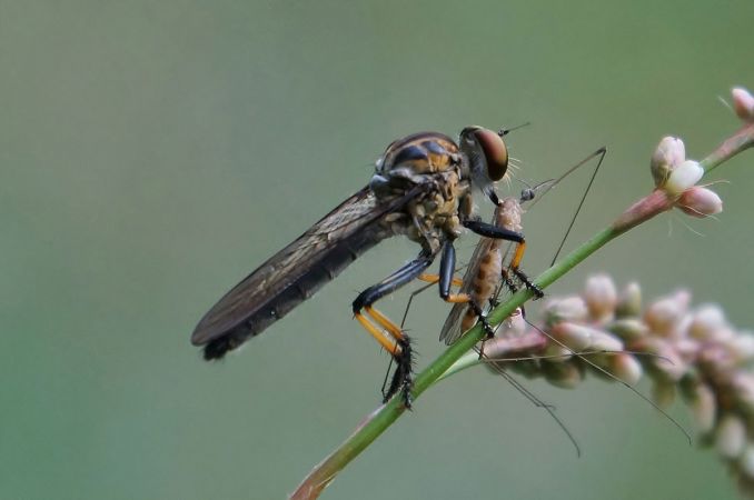<strong>Afternoon Tea by David Hooper</strong><p>This one was quite by accident and why insect photography is so rewarding. A robber-fly on a plant stem is occasionally still enough to focus on for a superb macro shot. It was not until after I had taken the photo and enlarged it on Playback checking focus clarity, that I saw it was sucking the telescopic eye of its Afternoon Tea. Made my day!</p>
