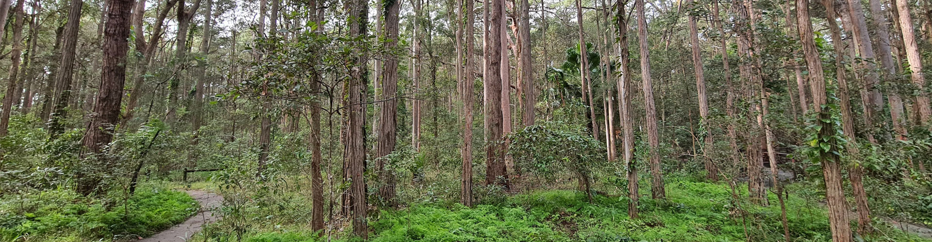 sydney-turpentine-ironbark-forest-carrs-bush-1920px.jpg