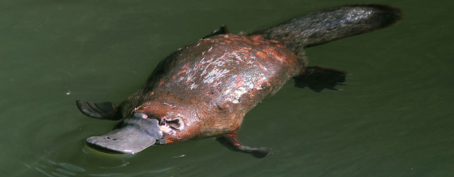 platypus swimming in water