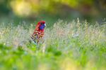 <strong>Seed supper at sunset by Cara Devey</strong>