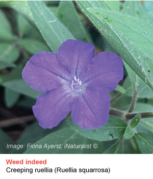 creeping ruellia