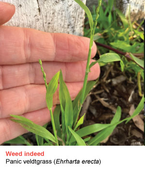 panic veldtgrass