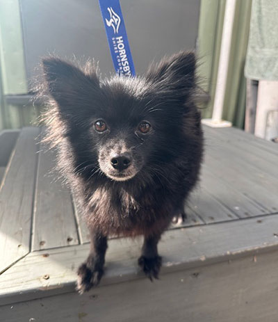 pomerian black dog