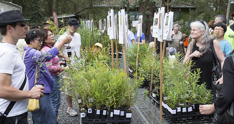 Native Plant Giveaway