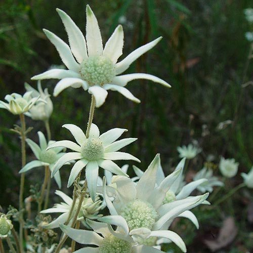 white flowers