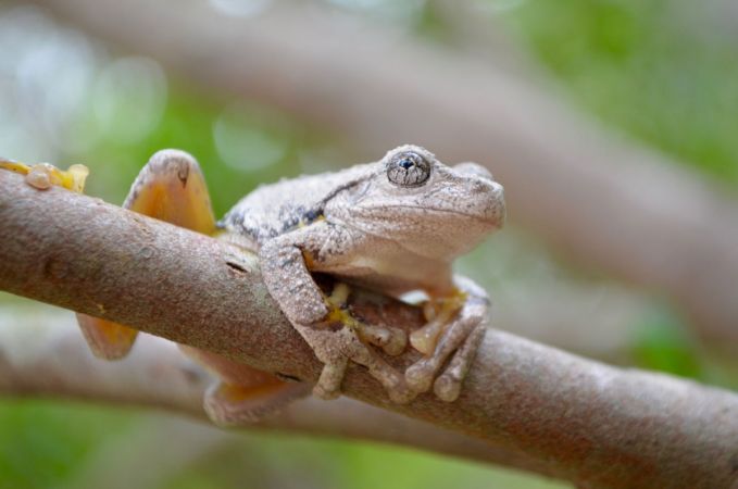 <strong>Peron (Peron's Tree Frog) - Danny Burkhardt</strong><p>Fast Facts Peron's Tree Frog (Litoria peronii) - A common tree frog of Sydney area and eastern states (Vic, NSW, Qld) - Can change colour quickly; pale green and gray by day; reddish brown with emerald green flecks at night. Also black and yellow markings on thighs. - Lives in forest habitats but also forages in grassland and open areas. - Drill-like call, aka 'maniacal cackle'. Danny</p>