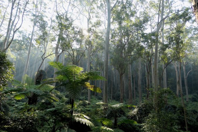 <strong>The land that time forgot - Ana Rubio</strong><p> We've yet to see any dinosaurs, but the Blue Gum High Forest along Dog Pound Creek feels like something out of Jurassic Park. The giant smooth skinned mast posts stretch to the sky from a bed of ferns. Go at sunset or sunrise and watch the sunbeams extruding through these endangered ecological community of trees. This is one of the Shire's Bio Banking sites which hopefully means that it will remain protected. How amazing to have this beautiful walk on our doorstep! Ana</p>