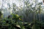 <strong>The land that time forgot - Ana Rubio</strong><p> We've yet to see any dinosaurs, but the Blue Gum High Forest along Dog Pound Creek feels like something out of Jurassic Park. The giant smooth skinned mast posts stretch to the sky from a bed of ferns. Go at sunset or sunrise and watch the sunbeams extruding through these endangered ecological community of trees. This is one of the Shire's Bio Banking sites which hopefully means that it will remain protected. How amazing to have this beautiful walk on our doorstep! Ana</p>