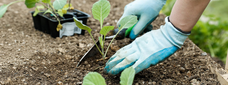 vege planting