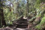 <strong>© Kathryn Hill – Heritage Steps June 2020</strong><br>During the first lockdown I went for many early morning walks, during which I discovered the Heritage Steps quite by accident. I thought their historical significance made them a worthy topic for the Bushcare photo competition. In this photo I aimed to capture the subdued early morning light.