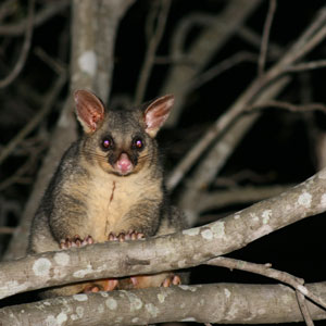possum