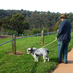 man walking dog
