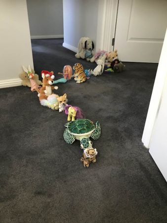 <p>Finalist - Junior</p> <p>Grace Backhouse</p> <p>Post lockdown maintenance</p> <p>My daughter (6) was playing with her toys. When asked what she was doing she said 'this is the queue for a haircut after the lockdown'.</p>