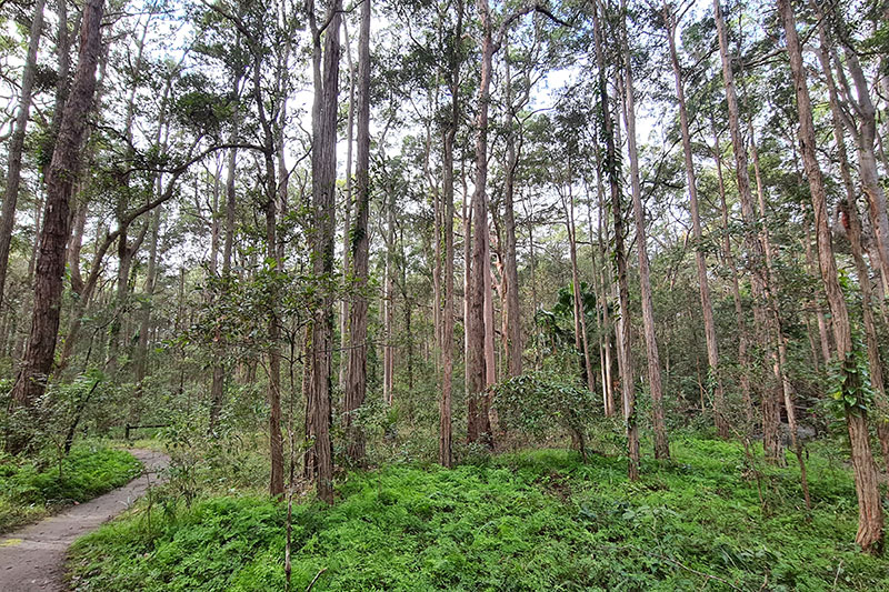 Sydney Turpentine Ironbark Forest