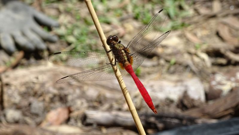 <strong>The new pond build it and they will come by Helen Smith 2021</strong><p>In January 2021 the new pond was filled with water and the next day some plants were added. Only a couple of hours after the Lepironia rushes went in, a male Fiery Skimmer used them to perch over the new resource. This photo was taken a few days later as I landscaped the area around the pond, when we were both in the right place at the right time, and I had a camera to hand.</p>