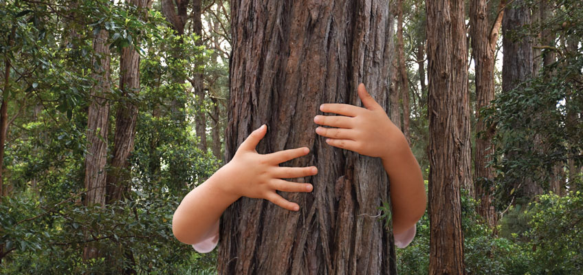Sydney Turpentine tree hug