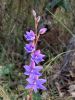 <strong>Spotted sun orchid by Verena Burkhardt</strong>