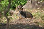 <strong>Swamp wallaby by Lionel Walker</strong>