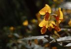 <strong>Prickly Shaggy Pea - Podolobium ilicifolium by Petra Holland</strong>