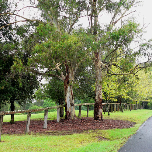 Rural Roadside by Ken Turnidge