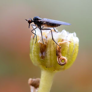 Balloon fly