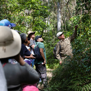 group in forest