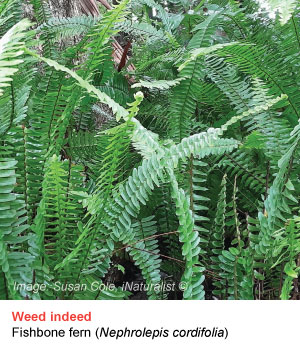 fishbone fern