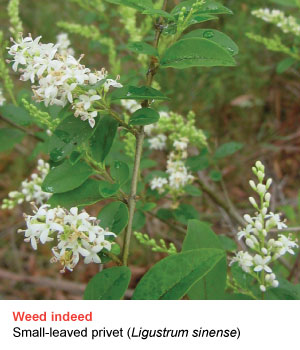 small leaved privet