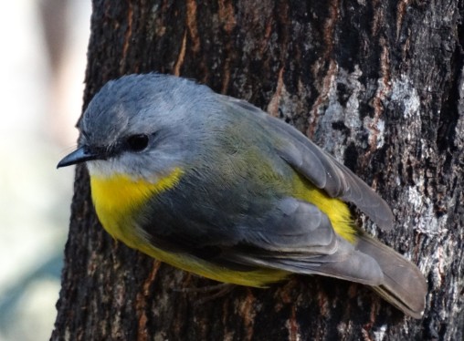yellow breasted bird on tree trunk
