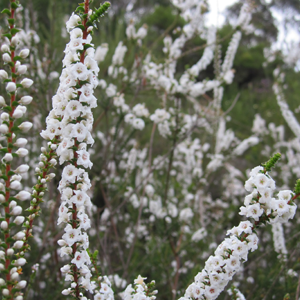 small white native flowers