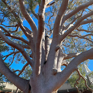 large tree