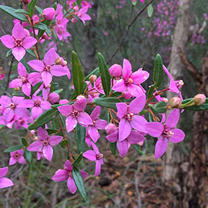 Boronia ledifolia flower by by Elaine Keong 