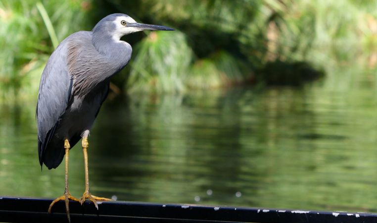 <strong>White faced Grey Heron at the Lakes of Cherrybrook - Marie Kobler</strong><p>The viewing platform on the Lakes of Cherrybrook is not only for people; it is also a popular place for birds to survey their territory. The Lakes is a rich bird habitat and I enjoy seeing locals and visitors sharing this peaceful park. This white-faced heron seems quietly contemplative as it rests on the railing. The greens and greys of this photo are soothing to the eye. Marie</p>
