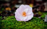 Lisgar Gardens camellia
