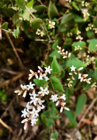 <strong>© Xian Zeng – <em>Leucopogon amplexicaulis</em></strong><br>It was during last Aug and my family had a bushwalking near Berowra Creek in Ku Ring Gai. I was amazed by these flowers during this trip as they are indicators of the coming Spring. It is also a similar color as peach blossom, which is easy to find in my hometown in spring.