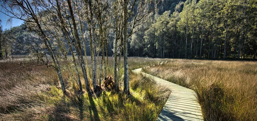 Crosslands Boardwalk by Francis Keogh